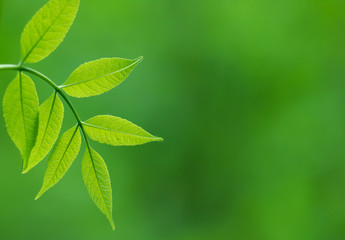 Fresh green leaves. Defocused background.Extremely shallow DOF.