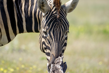 Fototapeta premium Zebra in namibia