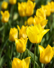 Obraz premium Bright Yellow tulip