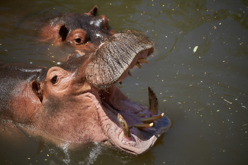 The hippopotamus shows us his teeth
