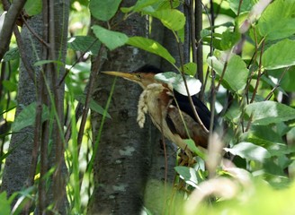 The least bittern (Ixobrychus exilis) is a small heron. He uses natural environment in reeds and woody plants growing around water surfaces