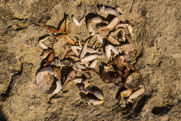The remains of crabs on stones near the sea. Place of sea birds meal. The shells of arthropods. Leftovers after breakfast of gulls.	