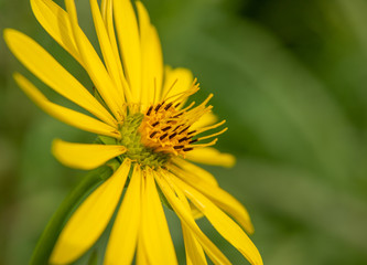 Vibrant Yellow Flower