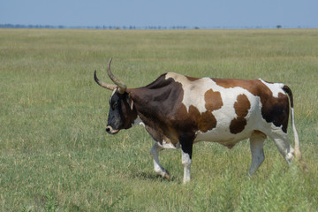Afrikanisches Rind in Namibia
