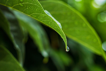 La vida que la lluvia aporta