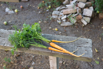 Bunch of fresh carrots with green leaves over wooden background. Rustic concept