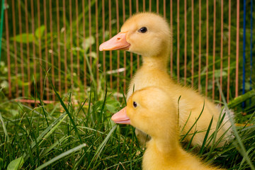 American Pekin Duckling