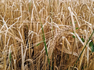 Gerste auf einem großen Getreidefeld kurz vor der Ernte in Bayern