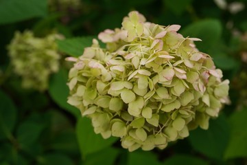 Dry Hydrangea flowers in a garden, close up