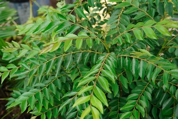 Fototapeta premium Curry plant with leaves, selective focus