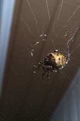 Orb Weaver Spider Night