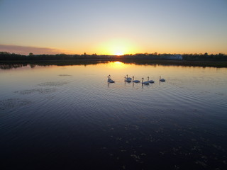 Sunset with swans on lake . Vylgort
