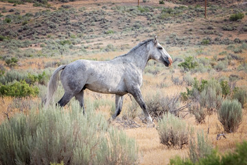 Wild horse from Sand wash basin, bachelor stallion - Saratoga