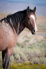 Portrait of wild stallion horse from Sand Wash Basin
