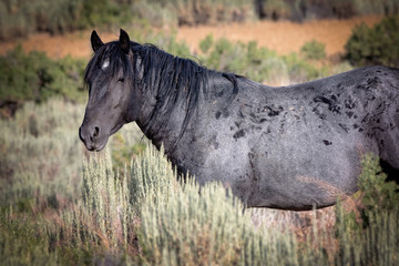 Wild roan stallion