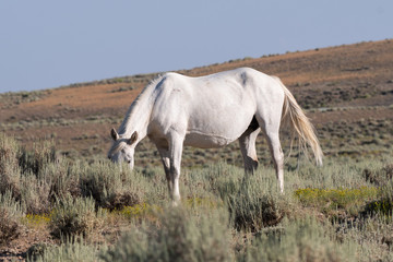 Naklejka na ściany i meble Wild white horse mare grazing