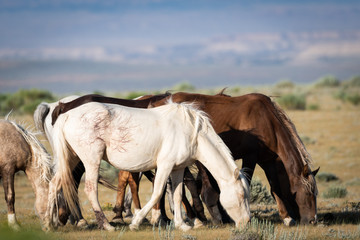 Group of wild horses grazing