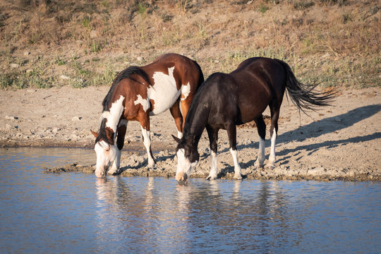 Two wild horses drinking water at a pond