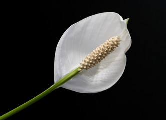 Naklejka premium Closeup photo of white flower