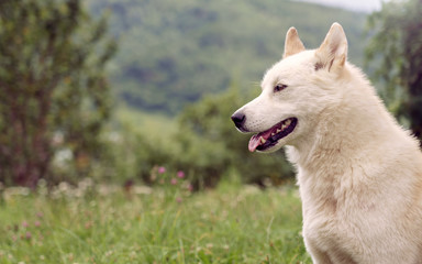 Naklejka na ściany i meble siberian Laika dog in the nature outdoor
