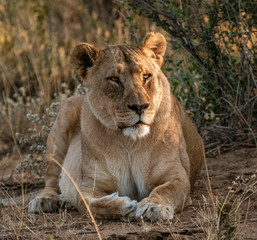 Fototapeta na wymiar Adult female lions lies down, but constantly scans the horizon