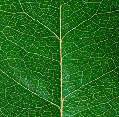 macro of green leaf with veins like a tree