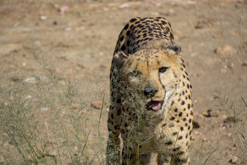 Gepard aus Namibia © Christian