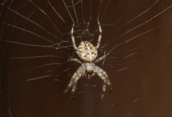 hunting spider