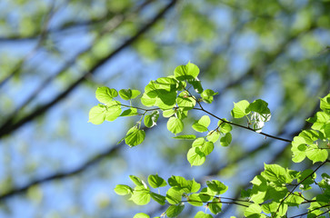 Fresh green leaves.