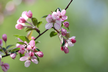 Apple blossom.