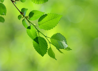 Fototapeta na wymiar Fresh green leaves.