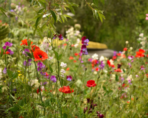 Poppy field of wild flowers 