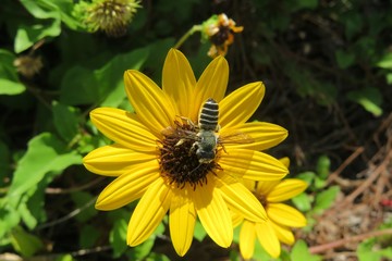 Tropical bee on yellow flower in Florida nature, closeup