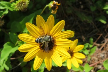 Tropical bee on yellow beach sunflower in Florida nature, closeup