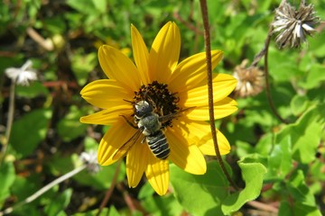 Tropical bee on yellow beach sunflower in Florida nature, closeup 