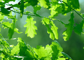 Oak leaves