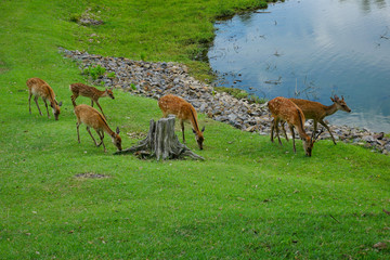 鹿の群れ