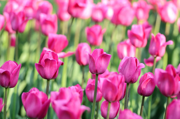 Pink tulips. Shallow dof