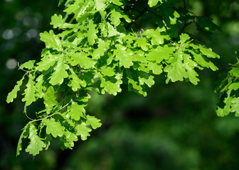 Fototapeta na wymiar Oak leaves over green.