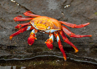Sally Lightfoot Crab on rock