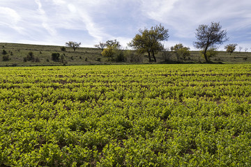 Fototapeta na wymiar green lentil plantation, cultivated lentil plant in the field,close up,