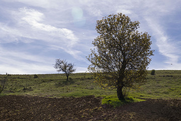 tree on a hill