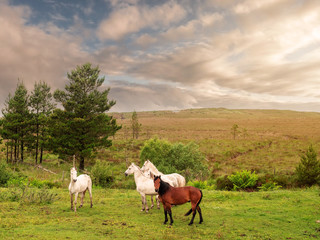 Obraz premium Four horses in a pasture, Warm sunny day, Cloudy sky, Sun flare. Rural landscape.
