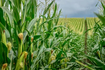 Fotobehang Green corn field with corn cobs close up. © kyrychukvitaliy