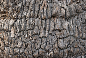 Brown oak bark
