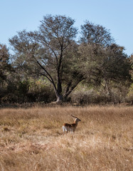 A lone male red lechwe is isolated from his herd and alone