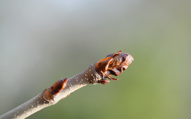 Stem with buds. Shallow DOF.