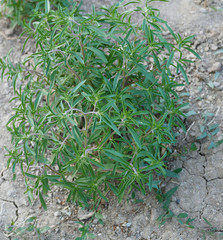 Obraz premium fresh thyme plant cultivated in the garden,
