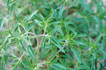 fresh thyme plant cultivated in the garden,