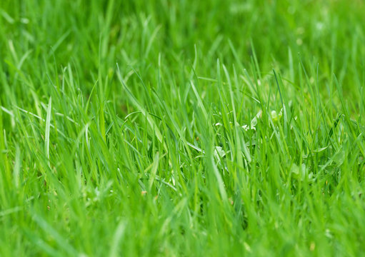  green grass lawn. shallow dof
